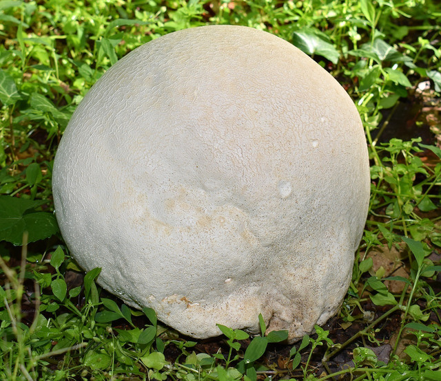 Puffballs can be found in open spaces