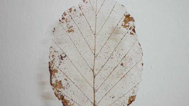 skeletonize leaves