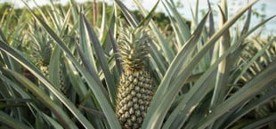 how to regrow pineapple