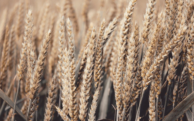 what is seitan wheat gluten