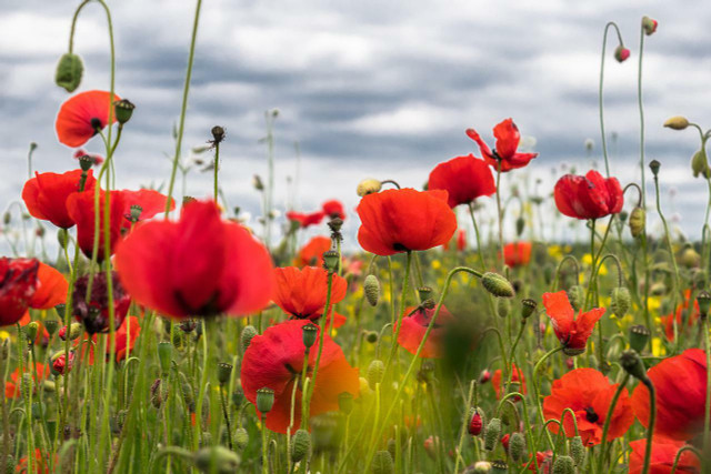 Although it's the California state flower, poppy plants can be deadly.