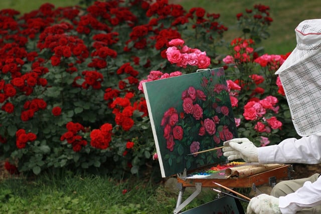 The process of deadheading roses is a little more complicated than for many other flower varieties.