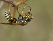what do wasps do for the environment