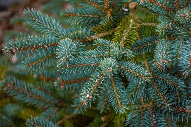 Before you buy a Christmas tree this year, consider renting one instead.