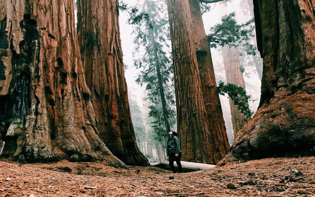 Sequoia National Park hikes can be enjoyed all year-round.  