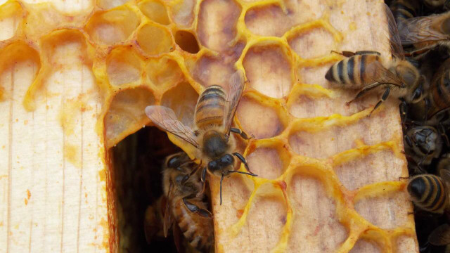 bee propolis benefits