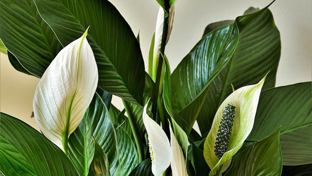 repotting peace lily