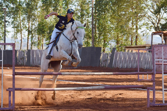 Hobby horses train to perform jumps, tricks and athletics much like real riders.