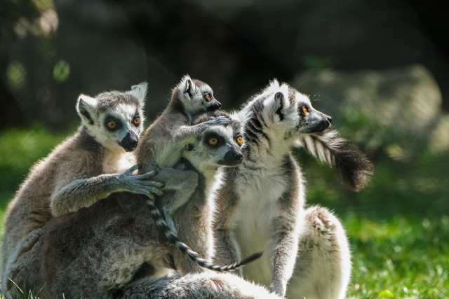 Lemurs are animals that hibernate in winter in groups with their friends or family. 