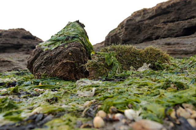 Kelp is a term used to describe large, nutrient-rich seaweeds that grow along rocky coastlines. 