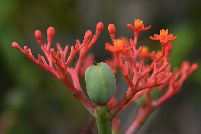 Red ginseng is a sedative, but also a stimulant. 