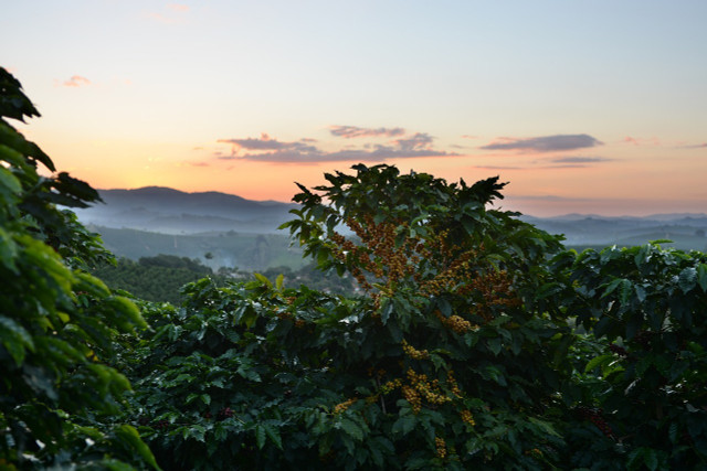 Tropical regions close to the equator have the best climates for growing coffee. 