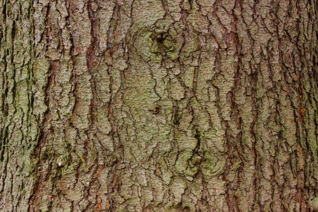 Evergreen tree bark has broad, flat plates.
