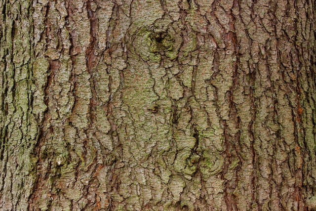 Evergreen tree bark has broad, flat plates.