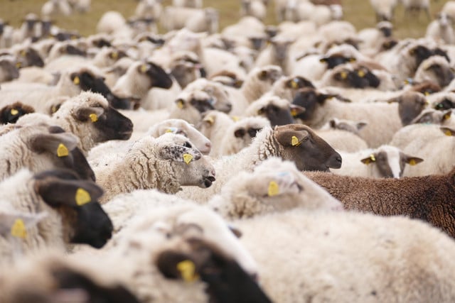 A healthy herd relies on sheep dipping to remain productive.