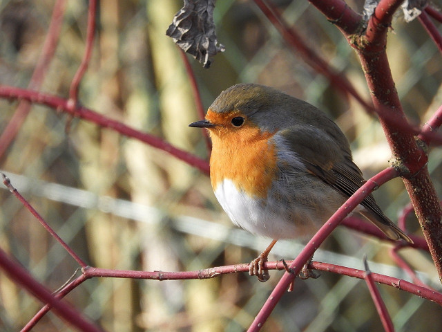 Most European robins fly south east during winter.