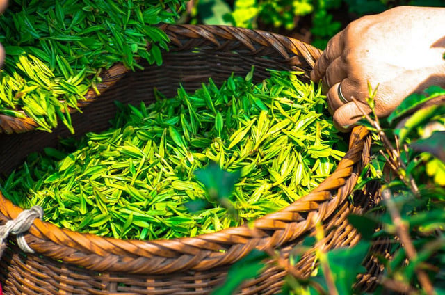 Green tea is a superfood rich in antioxidants. 
