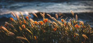 California native plants.