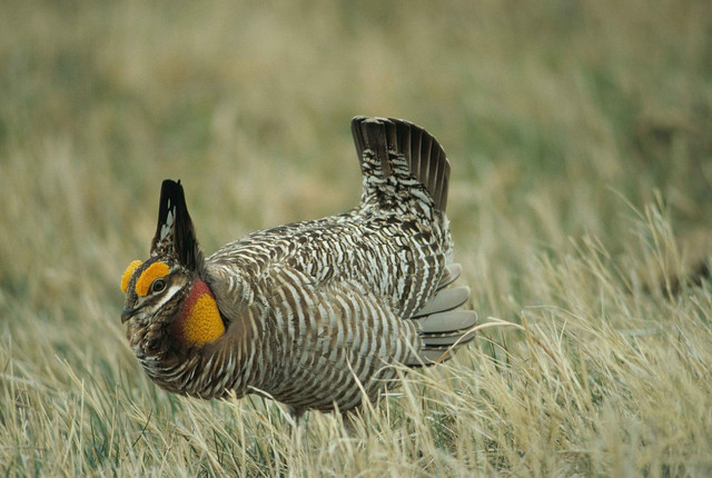 Here, we see the closest living relative relative of the heath hen, the greater prairie chicken.