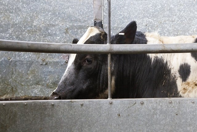 The dairy industry is linked to local water damage, greenhouse gas emmisions and concerns about animal welfare.