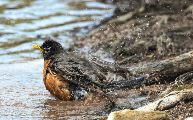 bird in water 