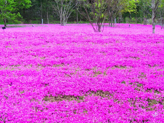 The creeping phlox will cover vast areas if allowed to grow unchecked.