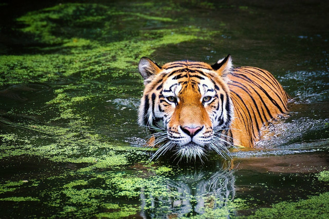 Find out how to help endangered tigers.
