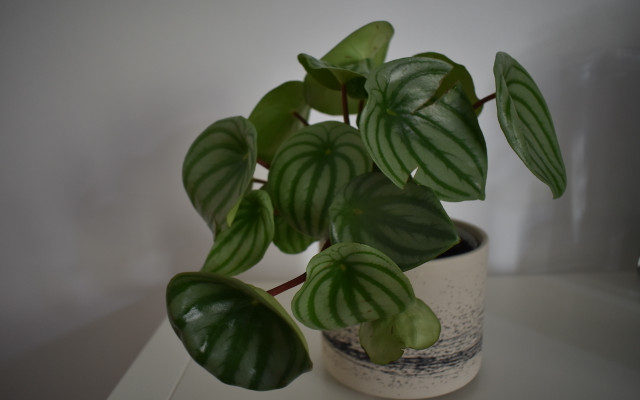 watermelon-peperomia-kstankiewicz-090721-1280x800-1
