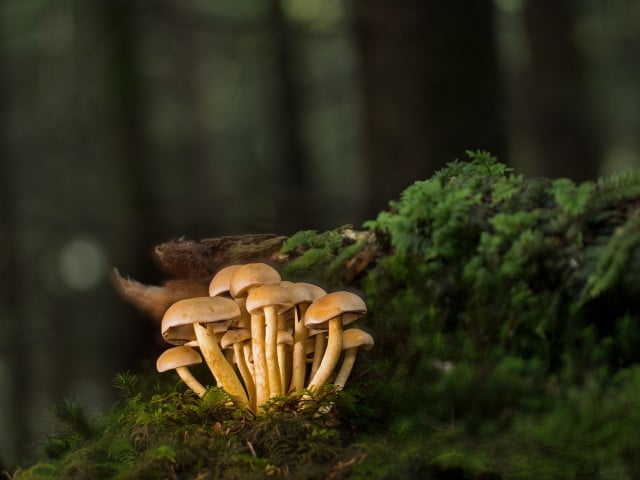 There are many apps and practical classes available to aid you in your mushroom foraging journey.