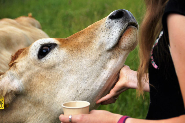 You can interact with some of the farm animal rescues at Piedmont Farm Animal Refuge.