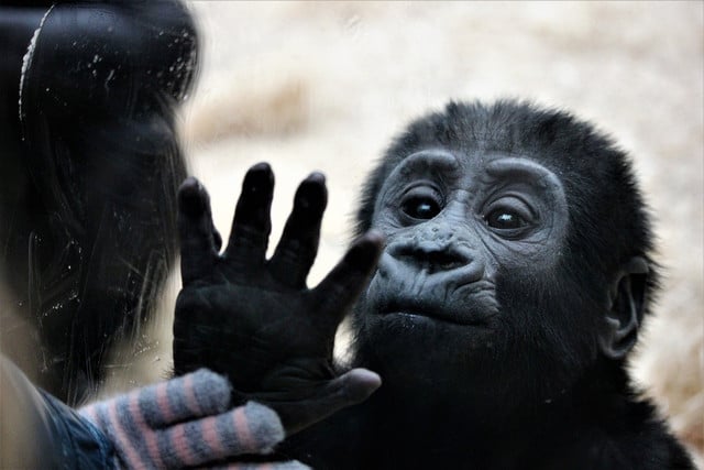 One strong argument for why zoos should be banned is it is intrinsically wrong to place animals in captivity.