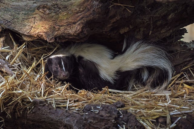 Before actually spraying their scent, skunks will typically go through a series of warning signals  such as performing a "warning dance" to intimidate their predators.