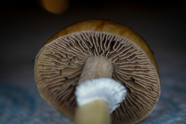 Fashion mushroom fact: Vegan leather can be made from the mycelium beneath mushrooms.