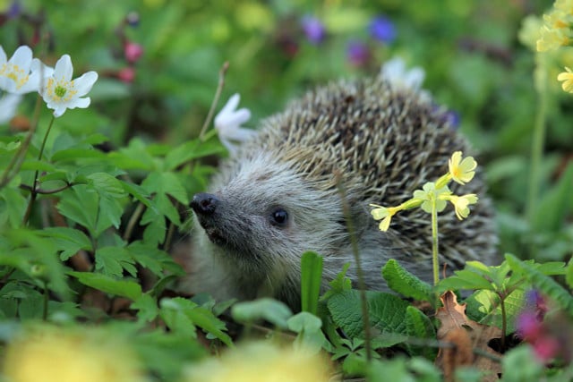 Hedgehogs are named for their abilities to root through hedges for prey.