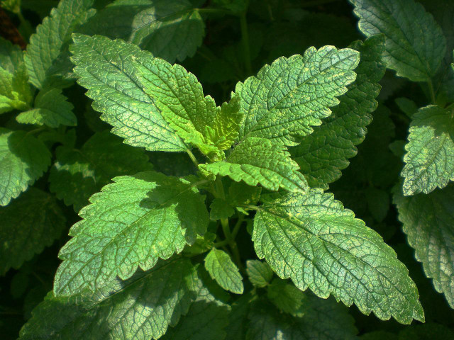 Rub lemon balm leaves between your thumb and forefinger to release its zesty smell.