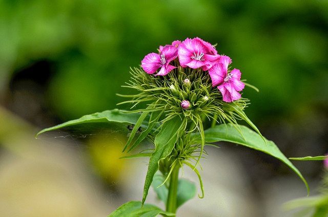 Attract pollinators to your garden with these wild pinks.