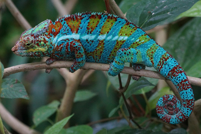 A chameleon's colors can change with its mood.