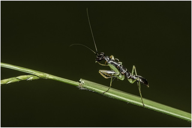 insect-identifier-by-photo-lets-you-store-interest-cc0-pixabay-tieubaotruong-220322_download You can use the Insect Identifier app to save a list of your favorite facts and photos.