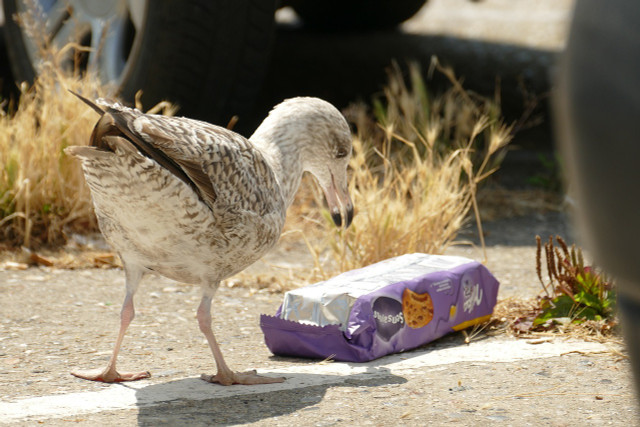 A seagull inspecting plastic waste.