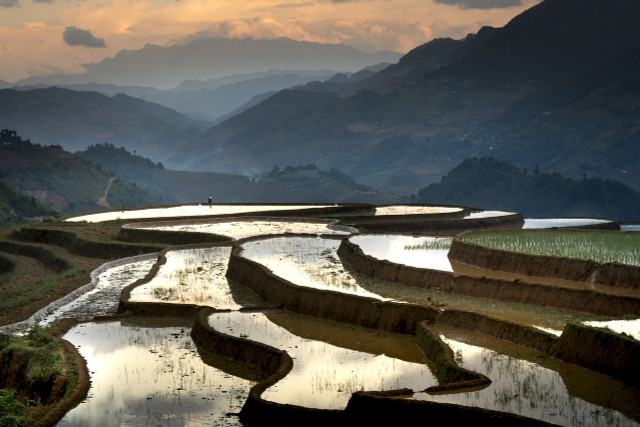 Terraced rice farms catch rainwater and need less irrigation.