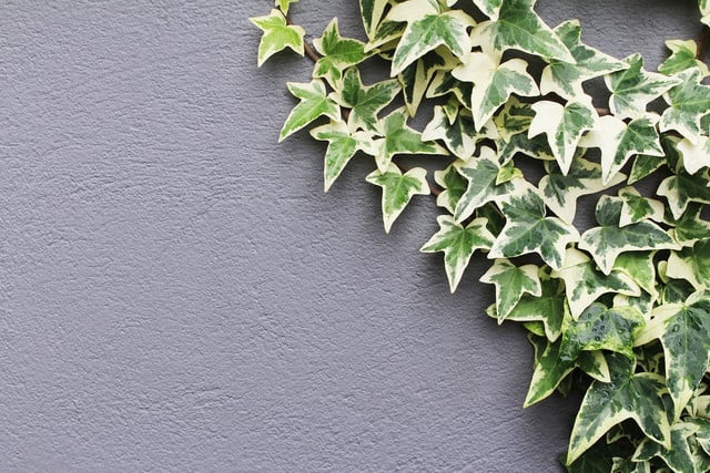 English ivy can grow as a houseplant or in the yard.