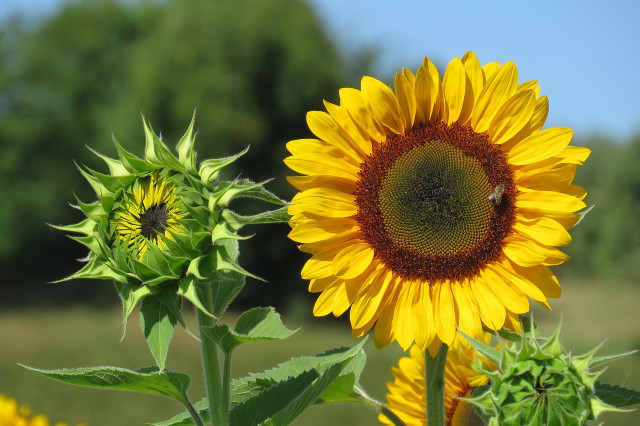 It takes around 30 days for a sunflower to bloom — July and August are when they reproduce.