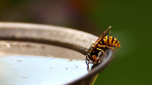 yellow-jacket-pb-alexas_fotos-040920-1280x800-1