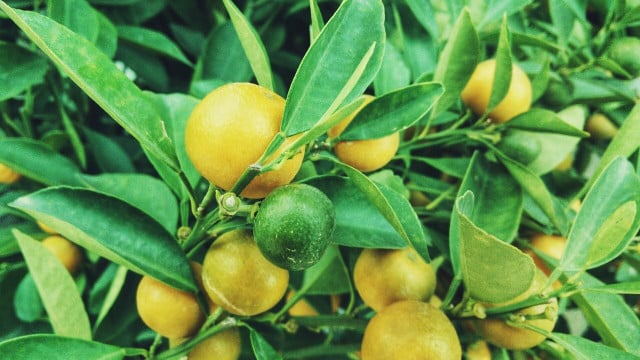 How to Grow a Lemon Tree