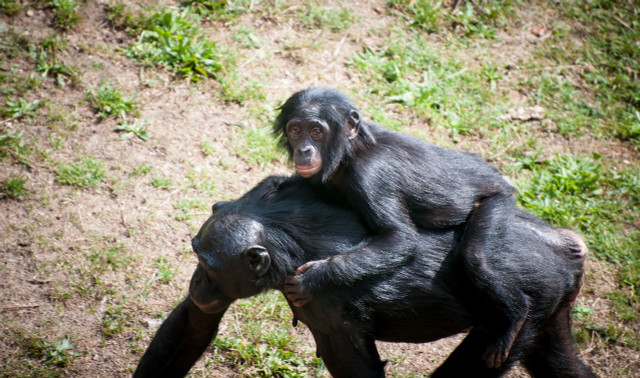 Bonobos are more docile than chimpanzees.