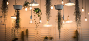 best indoor hanging plants