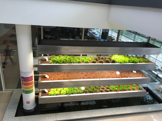 Hydroponics is also a part of aquaponics. Aquaponics is a system that combines fish farming and vegetable growing, here seen at the Institute of Environmental Sustainability at Loyola University in Chicago.
