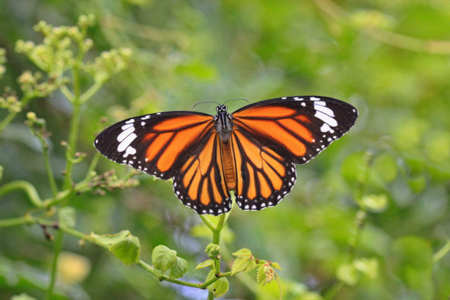 The monarch butterfly has one of the longest migrations of any insect.