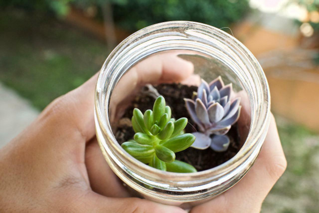 Succulents require little water and upkeep, making them perfect for growing in jars.