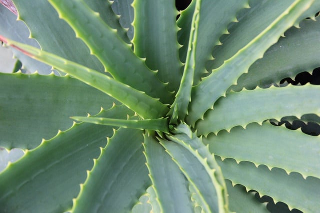 Aloe plants do well in dry soil. 